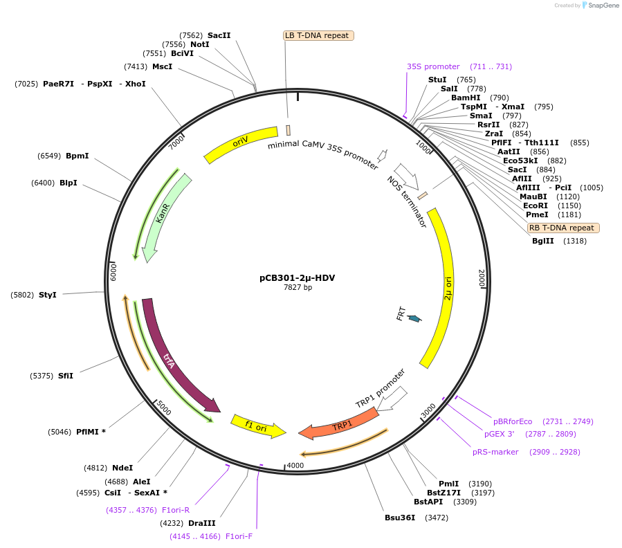 196329-plasmid-map-sequence-id-390013