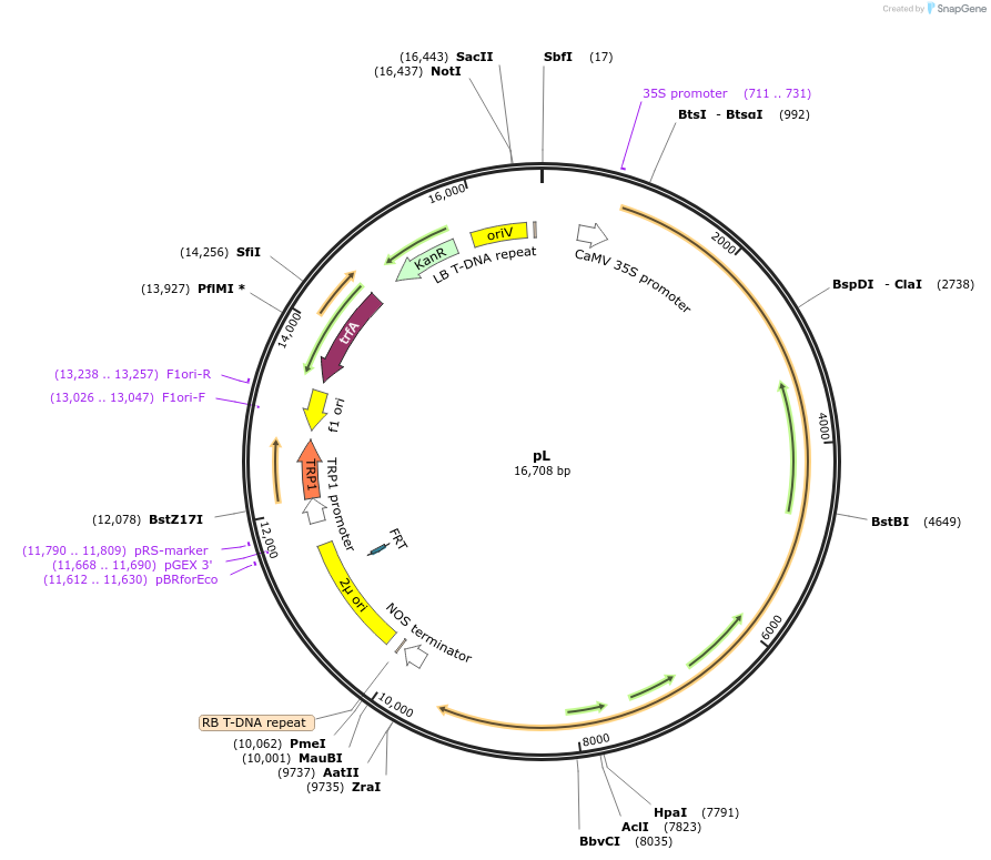 196286-plasmid-map-sequence-id-390014