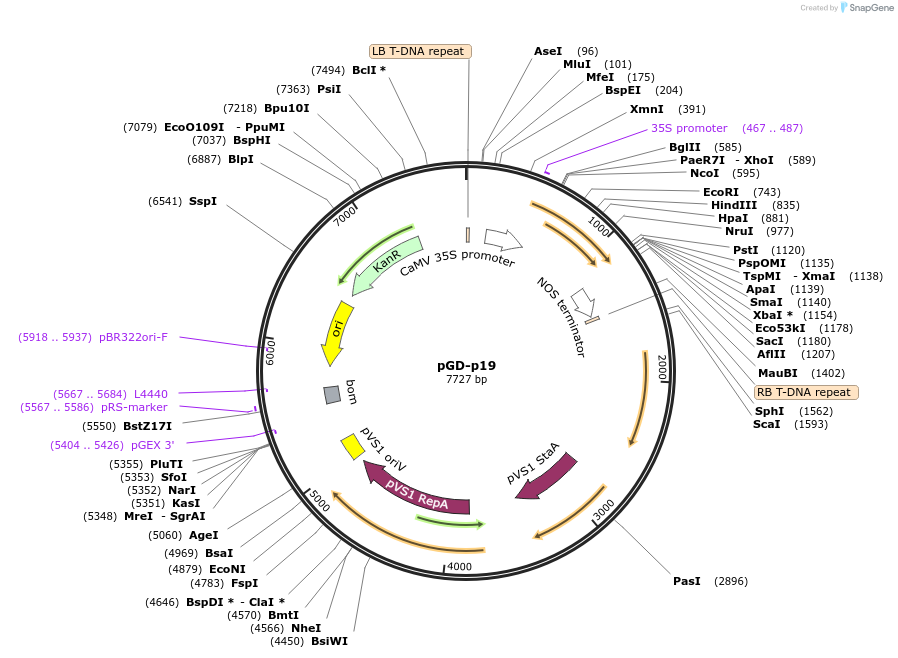 196326-plasmid-map-sequence-id-390023