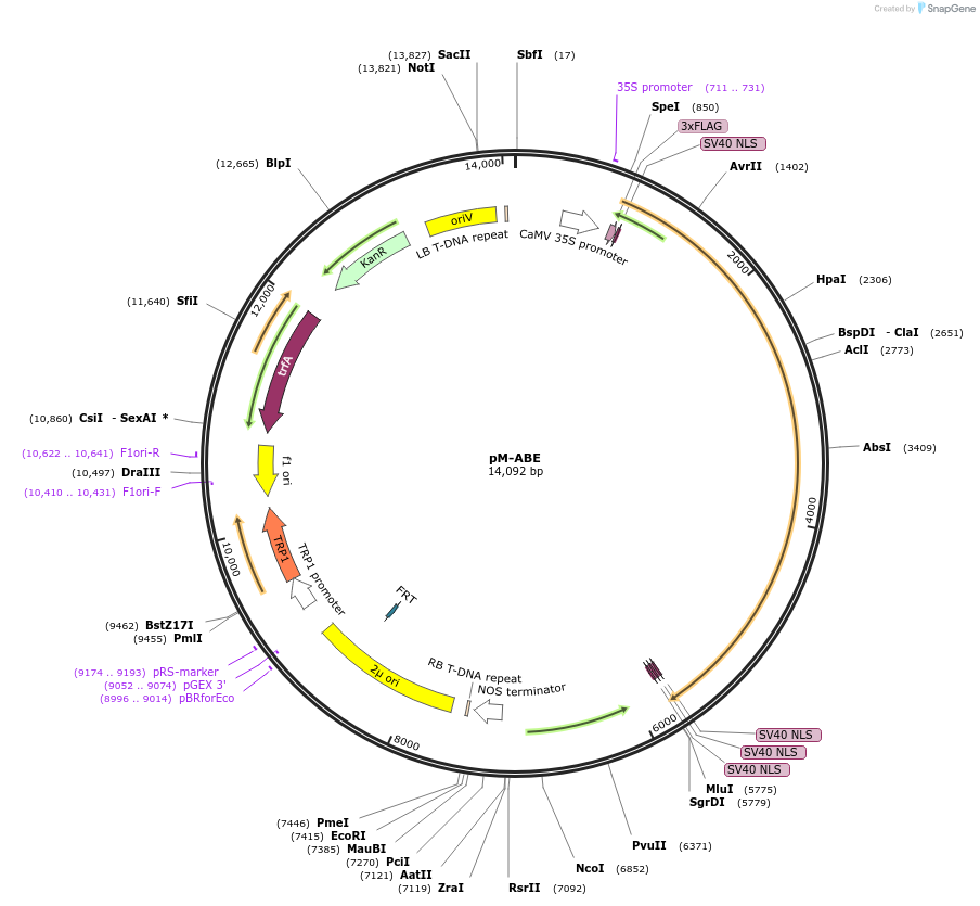 196292-plasmid-map-sequence-id-390025
