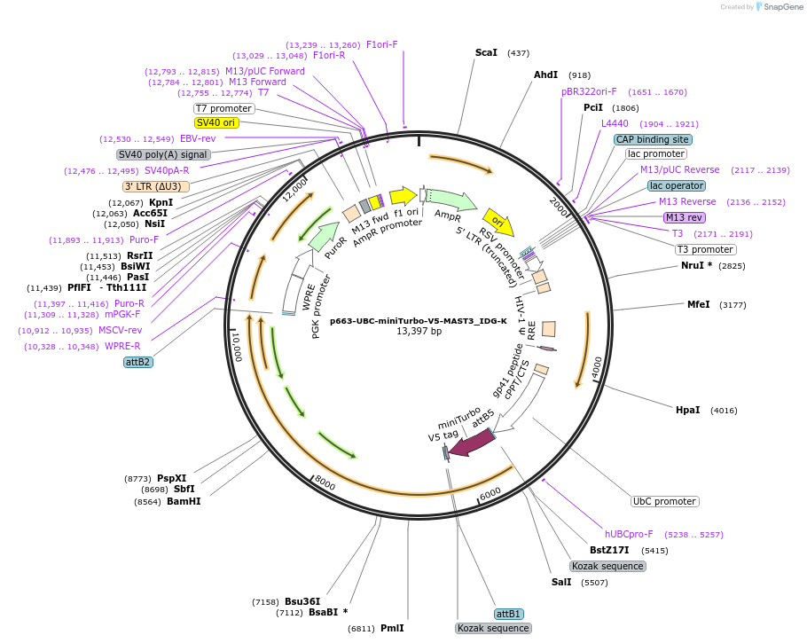 198007-plasmid-map-sequence-id-390026