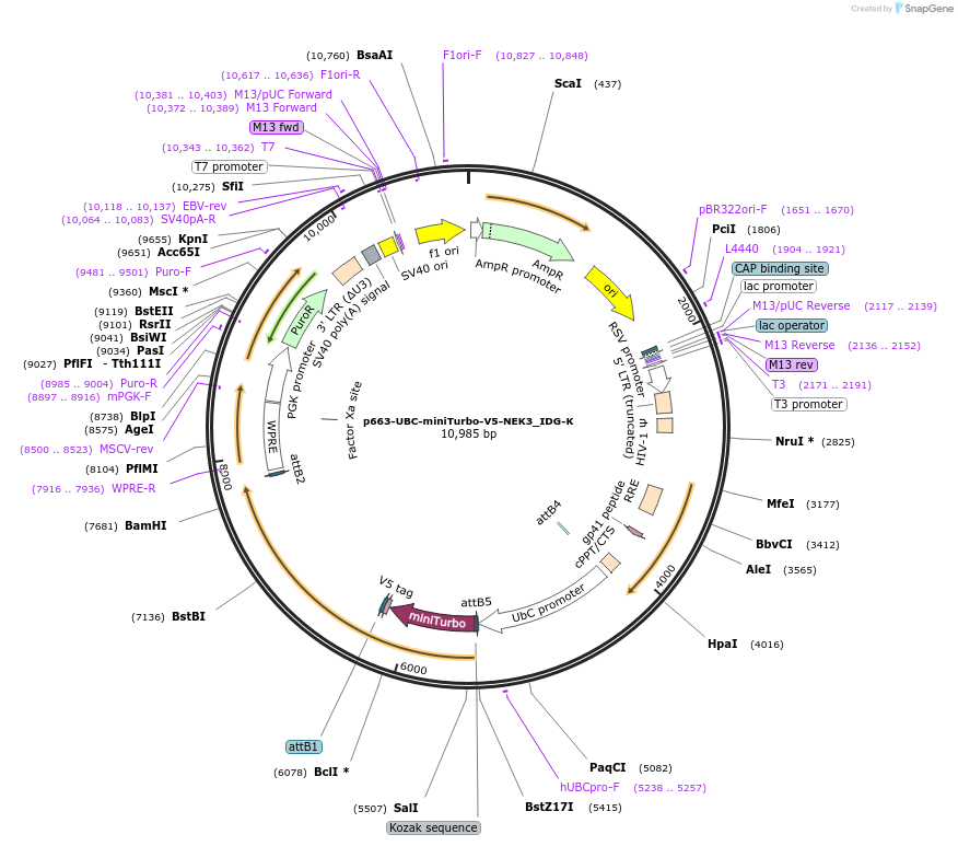 198006-plasmid-map-sequence-id-390032