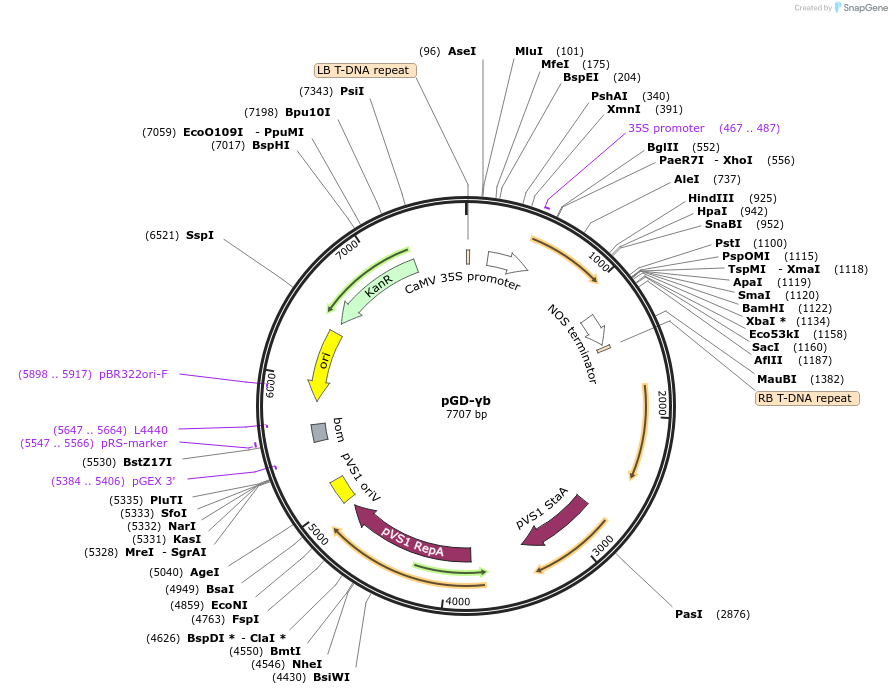 196327-plasmid-map-sequence-id-390033