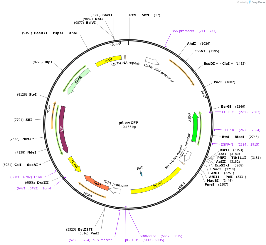 196295-plasmid-map-sequence-id-390035