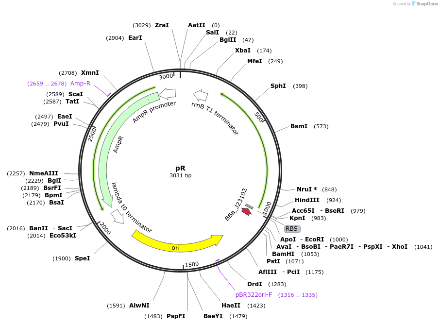 193746-plasmid-map-sequence-id-390039