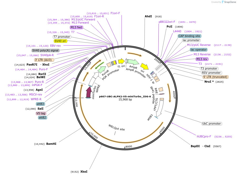 198009-plasmid-map-sequence-id-390040