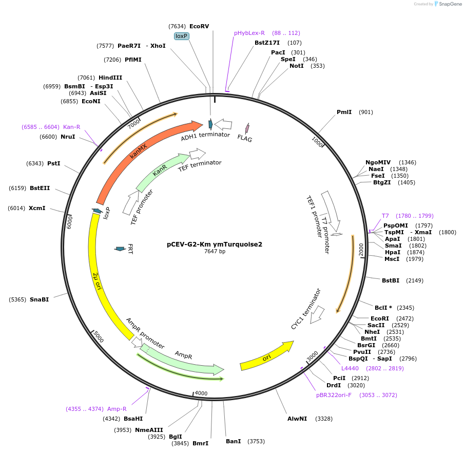 193958-plasmid-map-sequence-id-390052