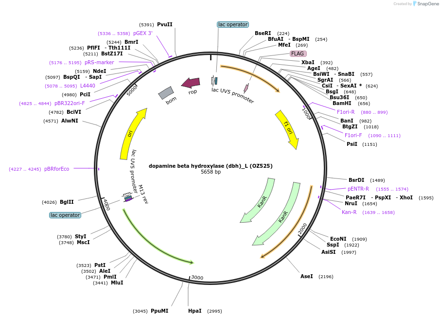 27200-plasmid-map-sequence-id-390056