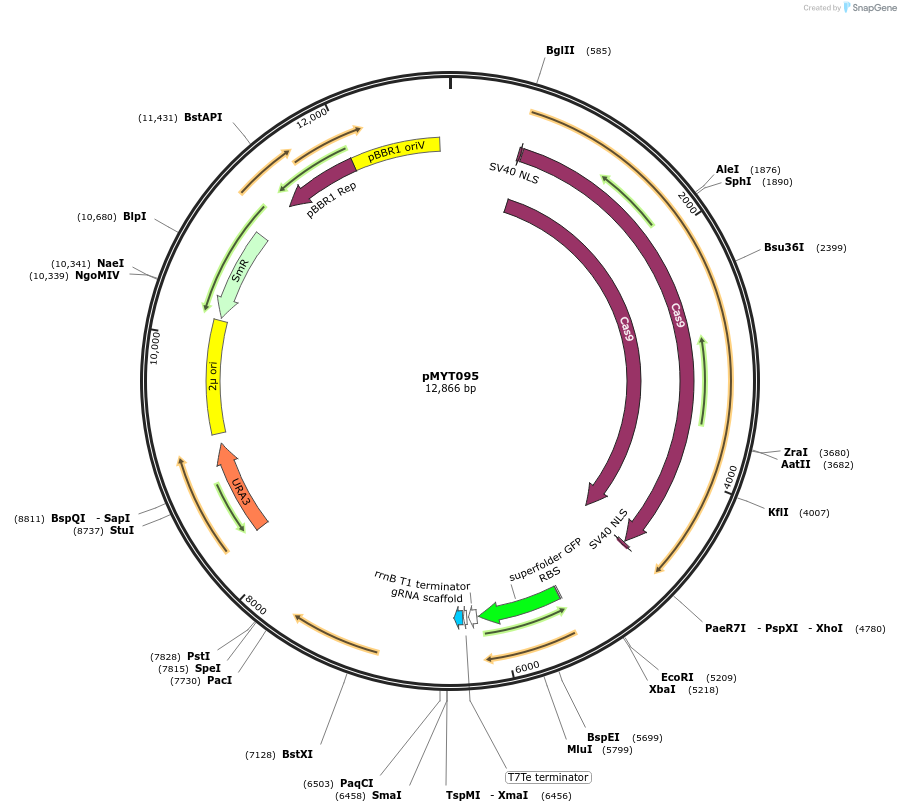 198866-plasmid-map-sequence-id-390062