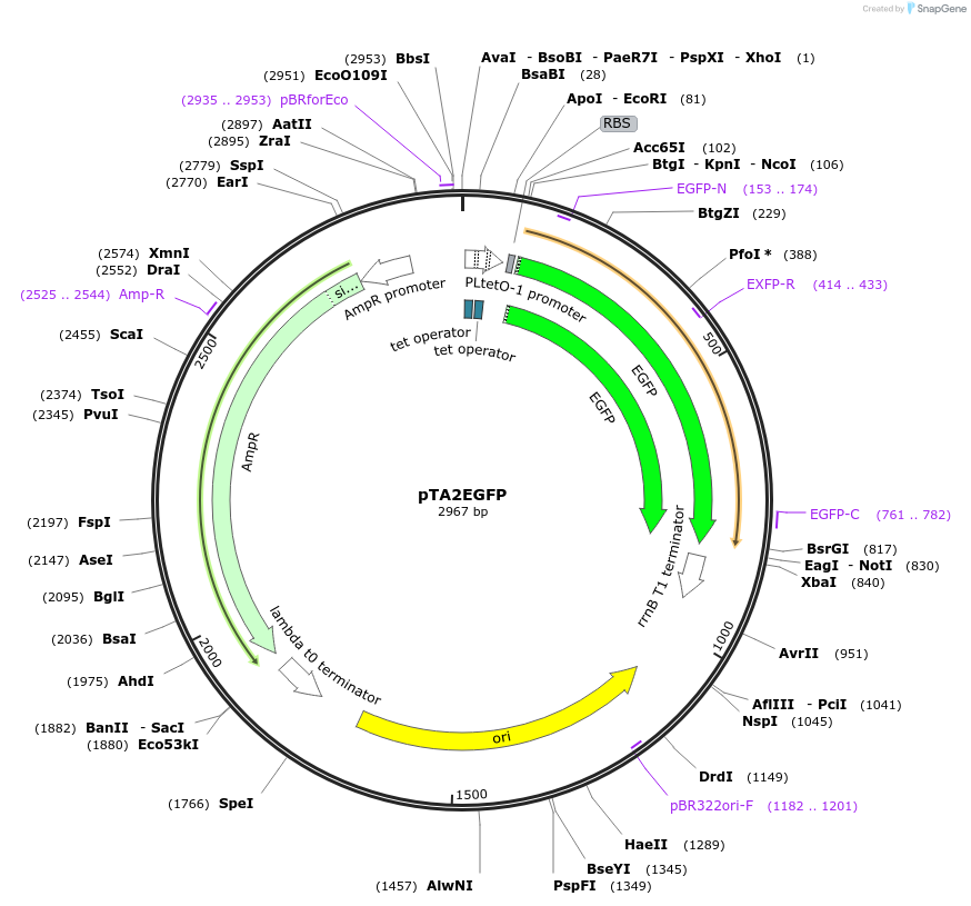 193756-plasmid-map-sequence-id-390101