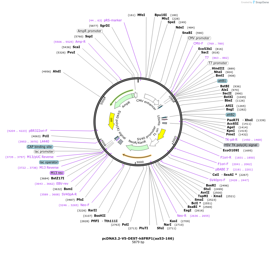 189544-plasmid-map-sequence-id-390137