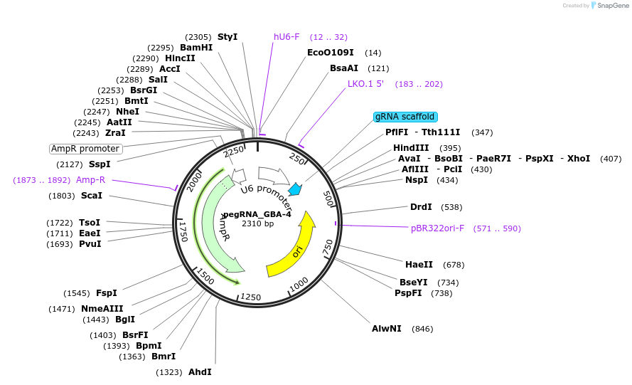 199274-plasmid-map-sequence-id-390158