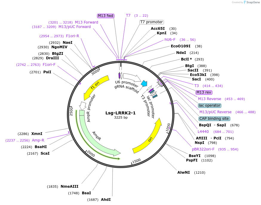 199277-plasmid-map-sequence-id-390163