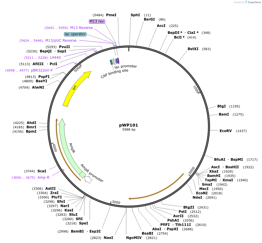 198791-plasmid-map-sequence-id-390231