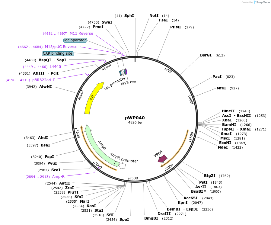 198777-plasmid-map-sequence-id-390238