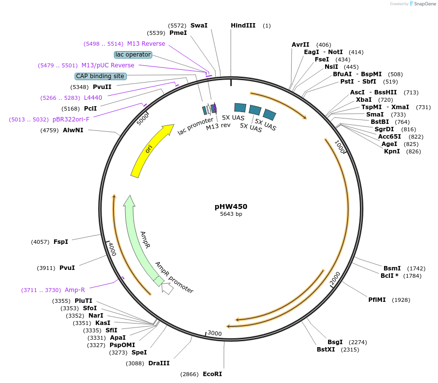 198831-plasmid-map-sequence-id-390247