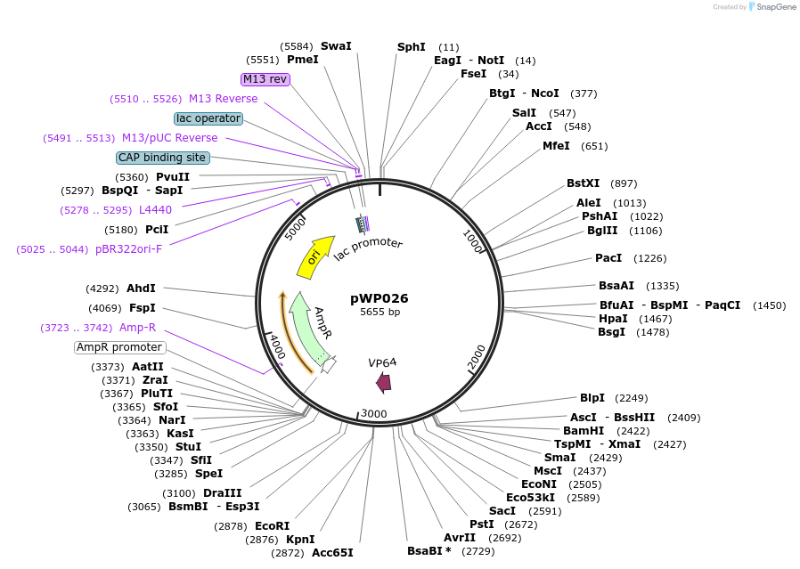 198800-plasmid-map-sequence-id-390252