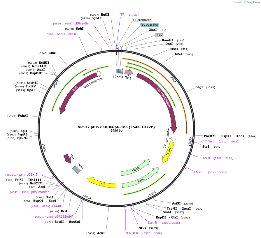 198467-plasmid-map-sequence-id-390254