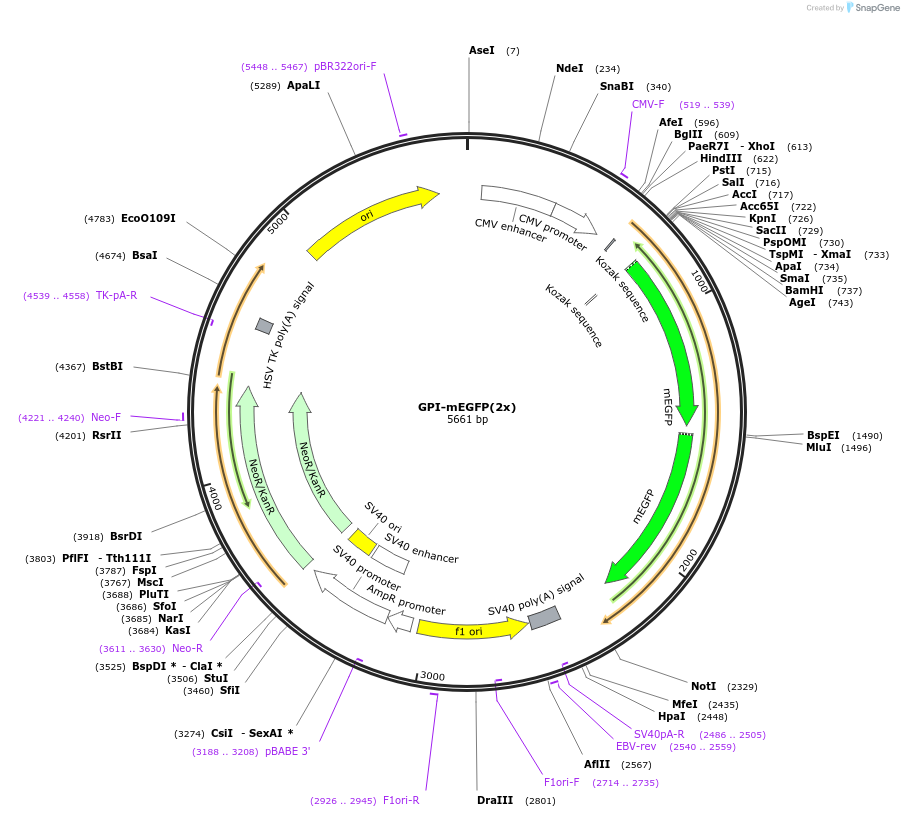 197911-plasmid-map-sequence-id-390259