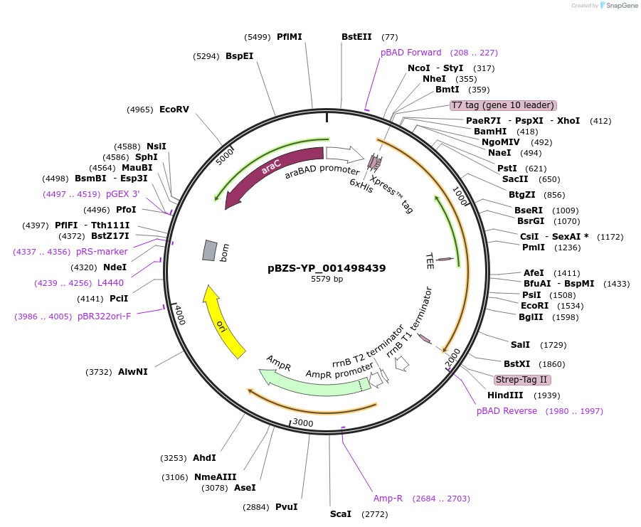 198370-plasmid-map-sequence-id-390264