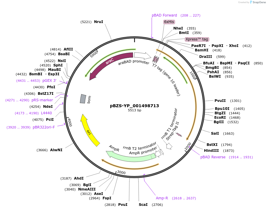 198371-plasmid-map-sequence-id-390265