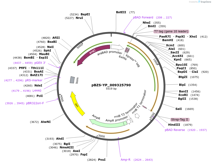 198373-plasmid-map-sequence-id-390267