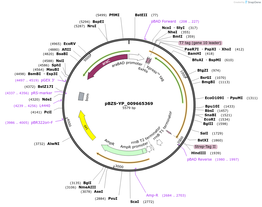 198375-plasmid-map-sequence-id-390268