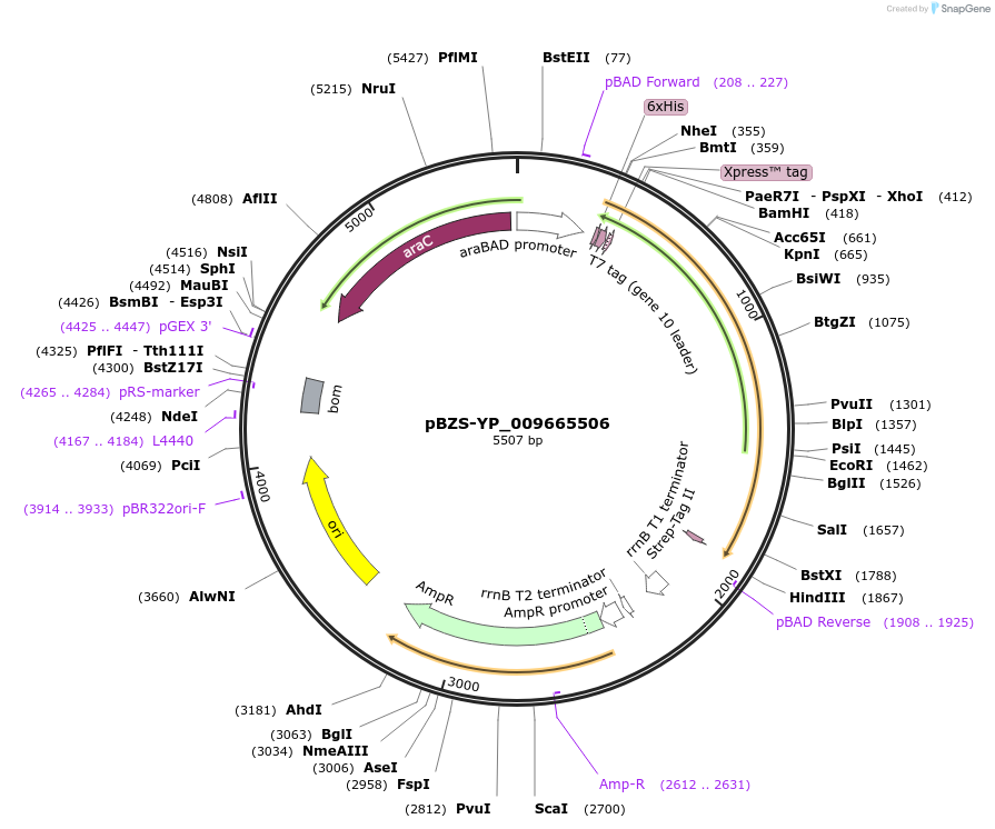 198376-plasmid-map-sequence-id-390269