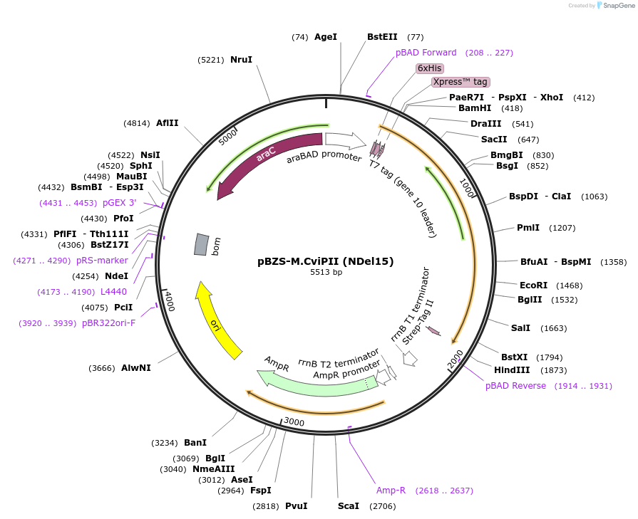 198356-plasmid-map-sequence-id-390270