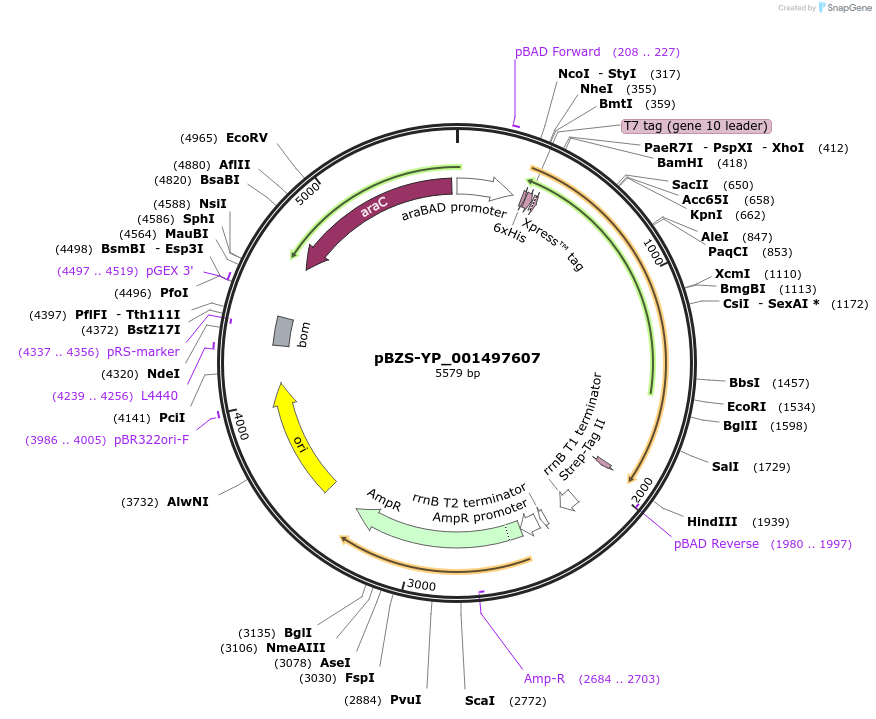 198365-plasmid-map-sequence-id-390271