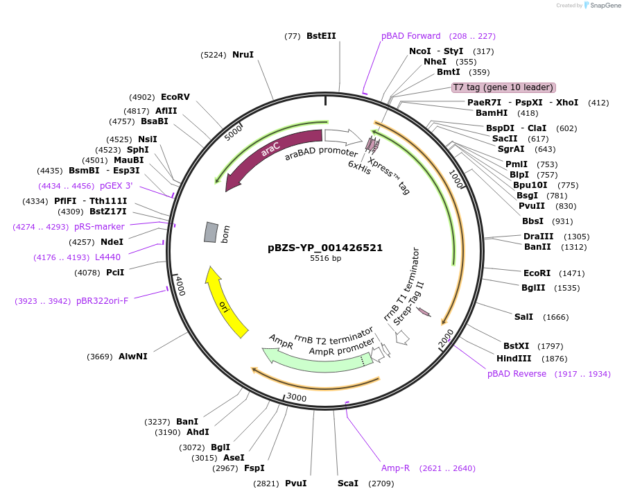 198363-plasmid-map-sequence-id-390272