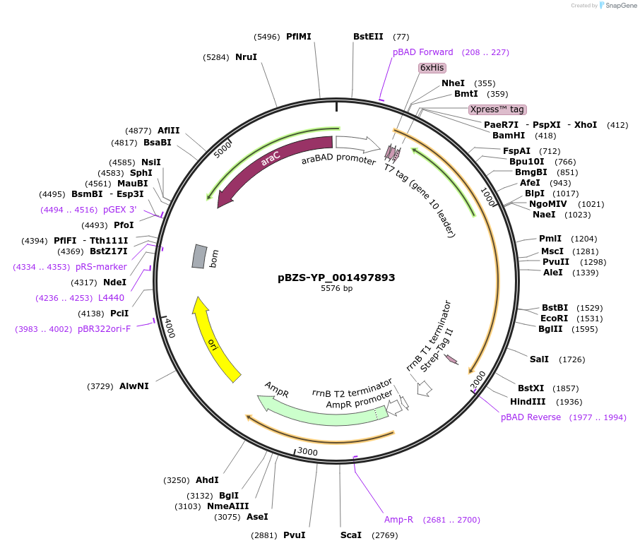 198367-plasmid-map-sequence-id-390273