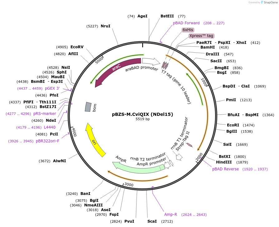 198357-plasmid-map-sequence-id-390275