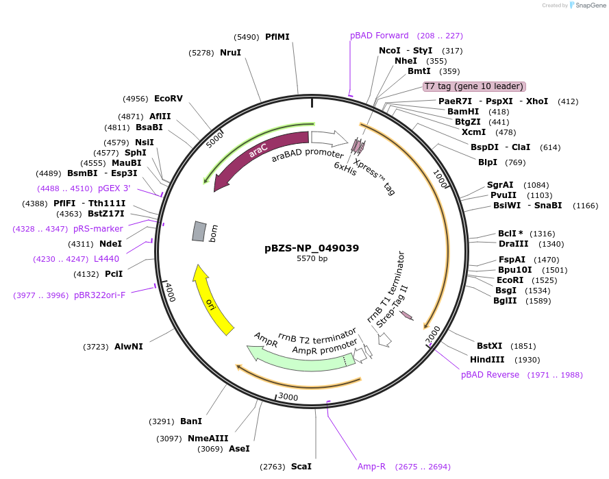 198360-plasmid-map-sequence-id-390276