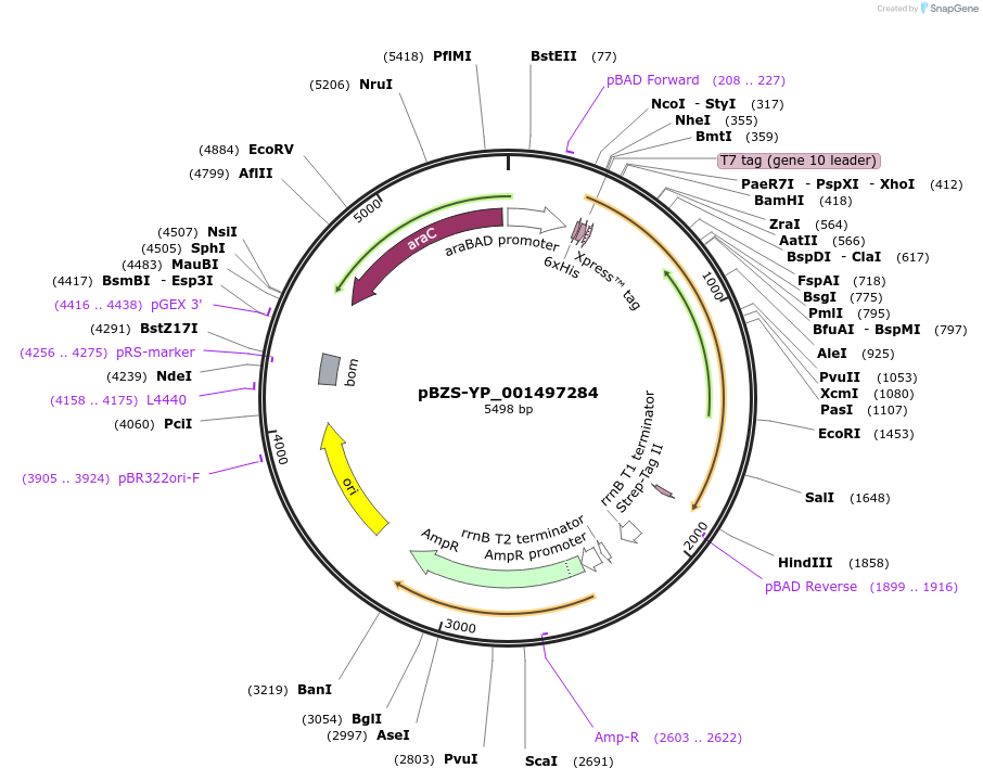 198364-plasmid-map-sequence-id-390280