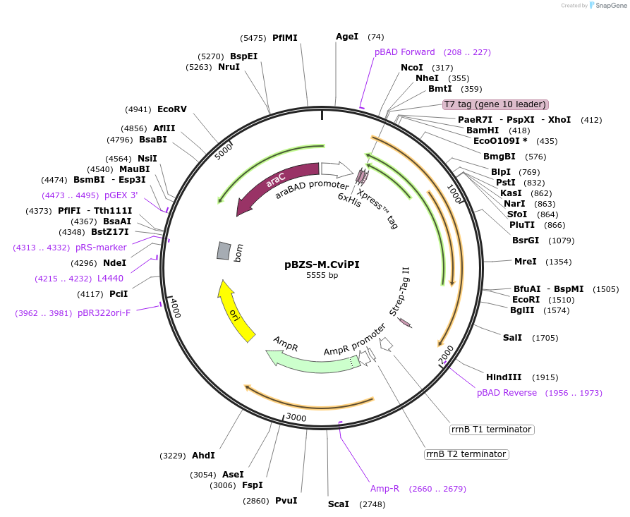198355-plasmid-map-sequence-id-390281