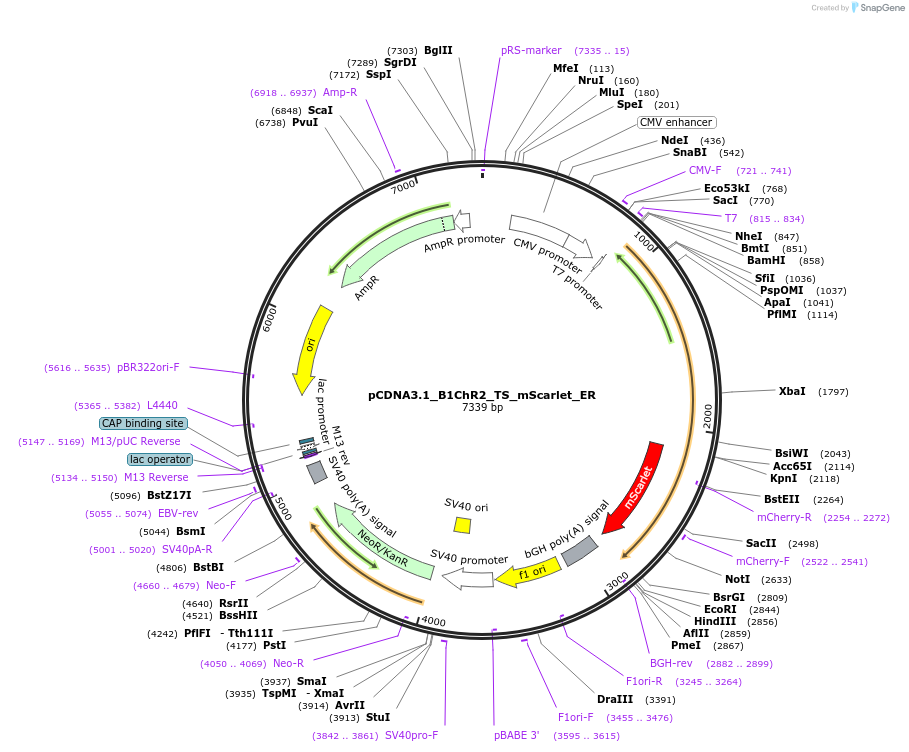 195191-plasmid-map-sequence-id-390286