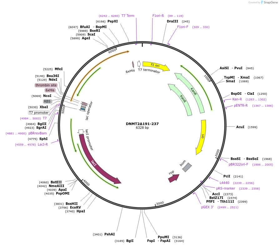 198382-plasmid-map-sequence-id-390294