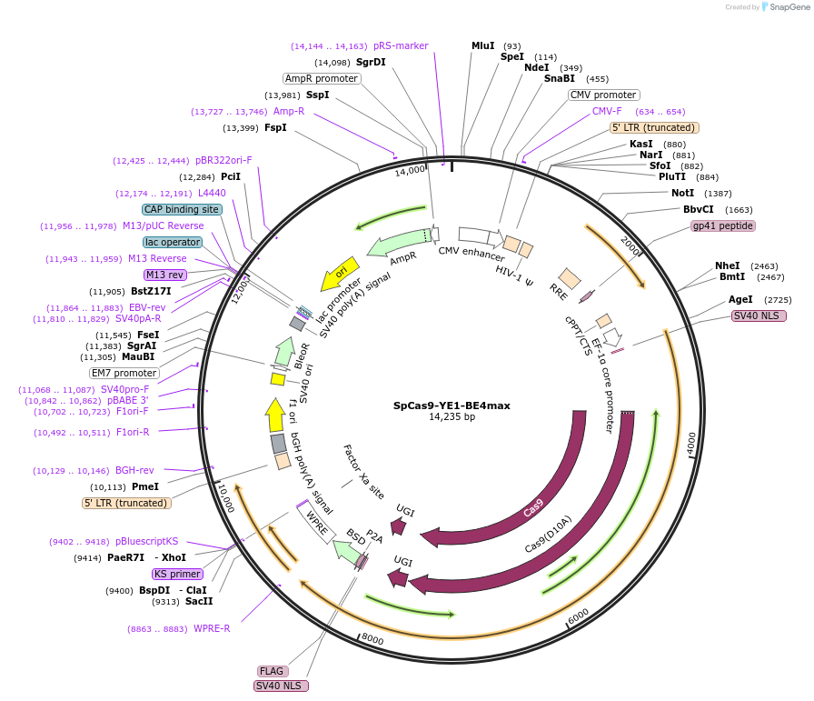 198546-plasmid-map-sequence-id-390295