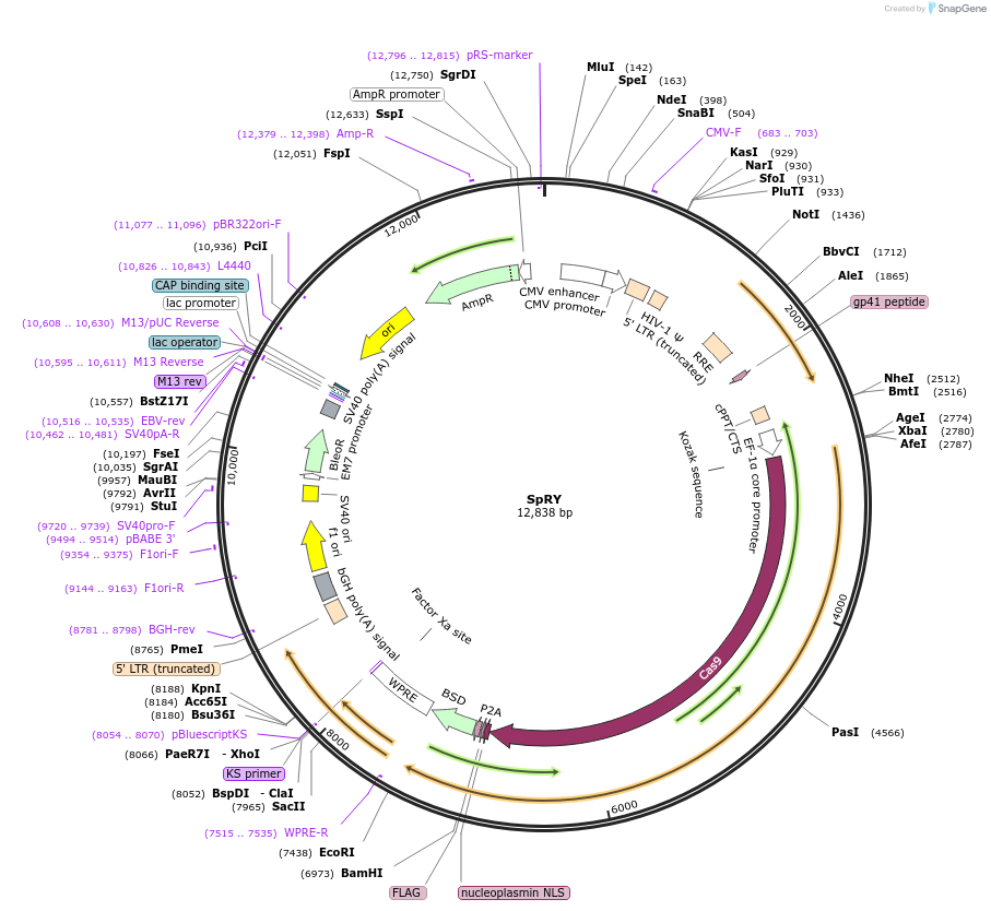198544-plasmid-map-sequence-id-390296