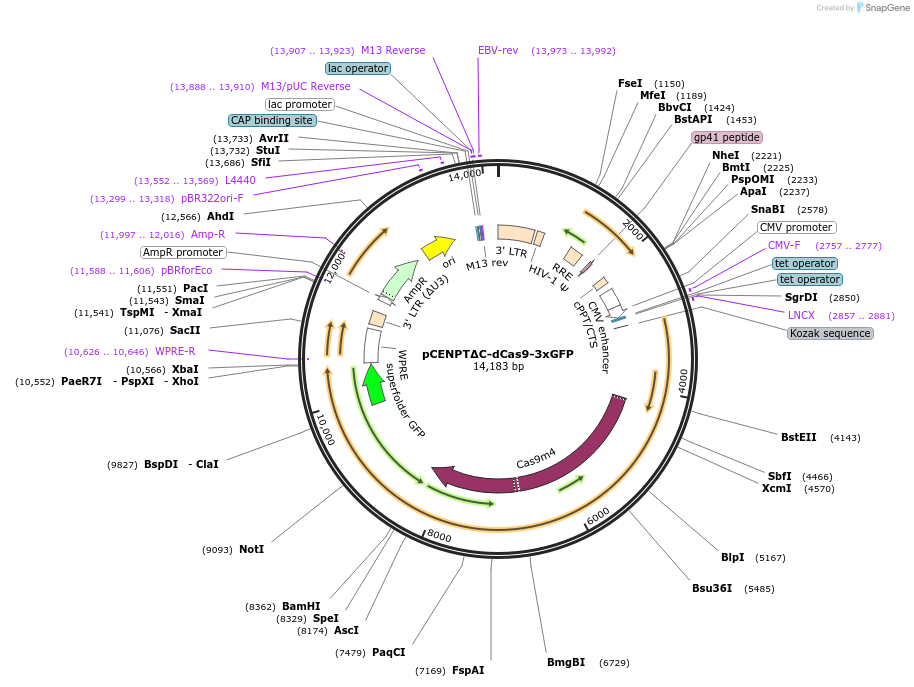 198325-plasmid-map-sequence-id-390299