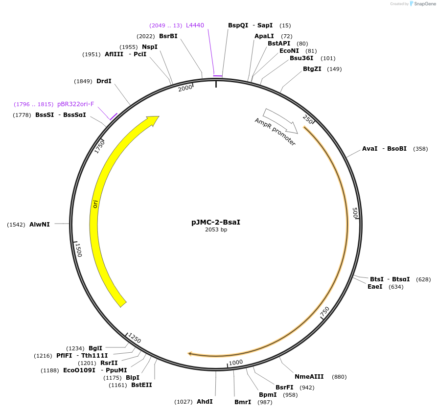197818-plasmid-map-sequence-id-390301