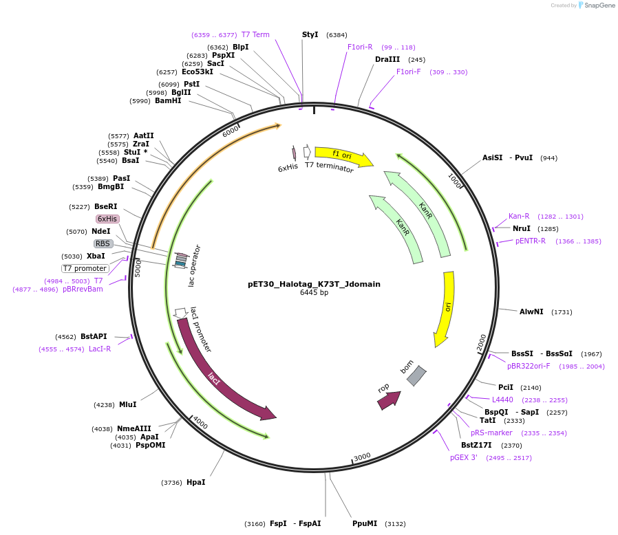 183693-plasmid-map-sequence-id-390310