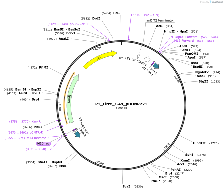 195204-plasmid-map-sequence-id-390314