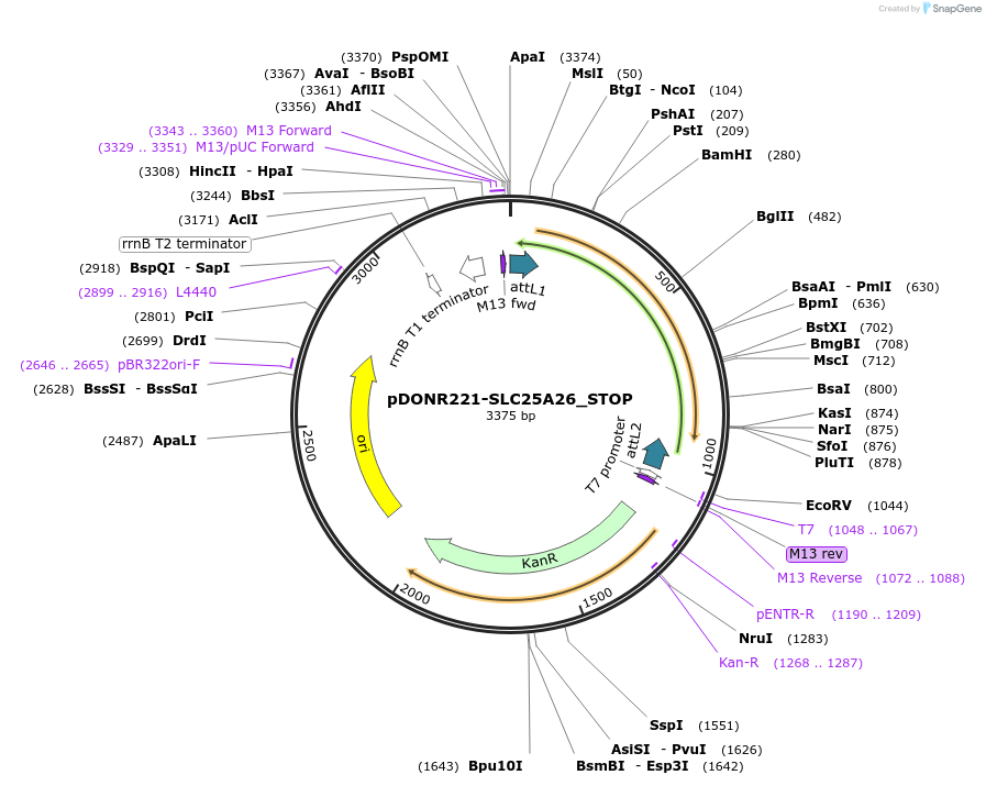 161425-plasmid-map-sequence-id-390325