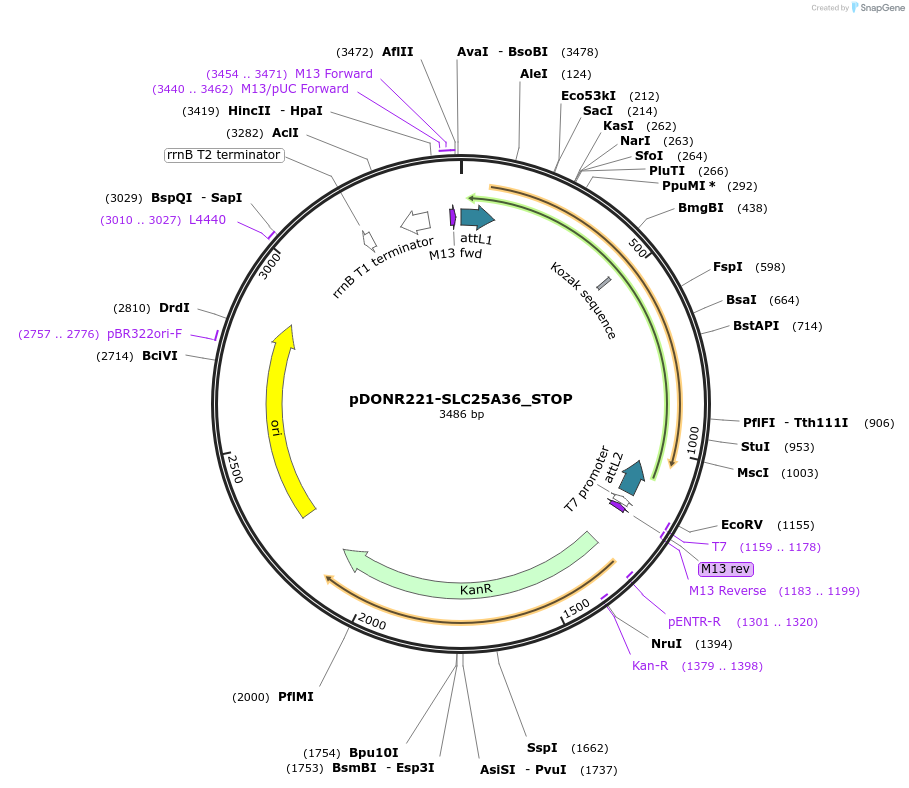 161195-plasmid-map-sequence-id-390327