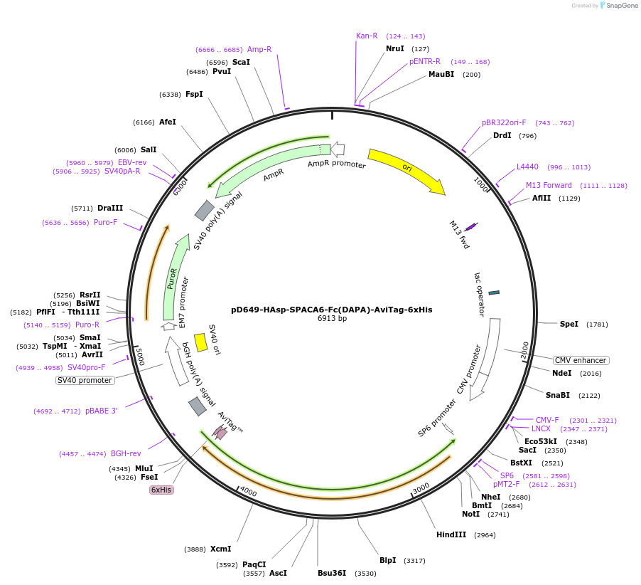 156710-plasmid-map-sequence-id-390330