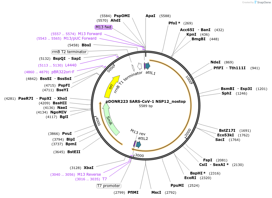 168527-plasmid-map-sequence-id-390366