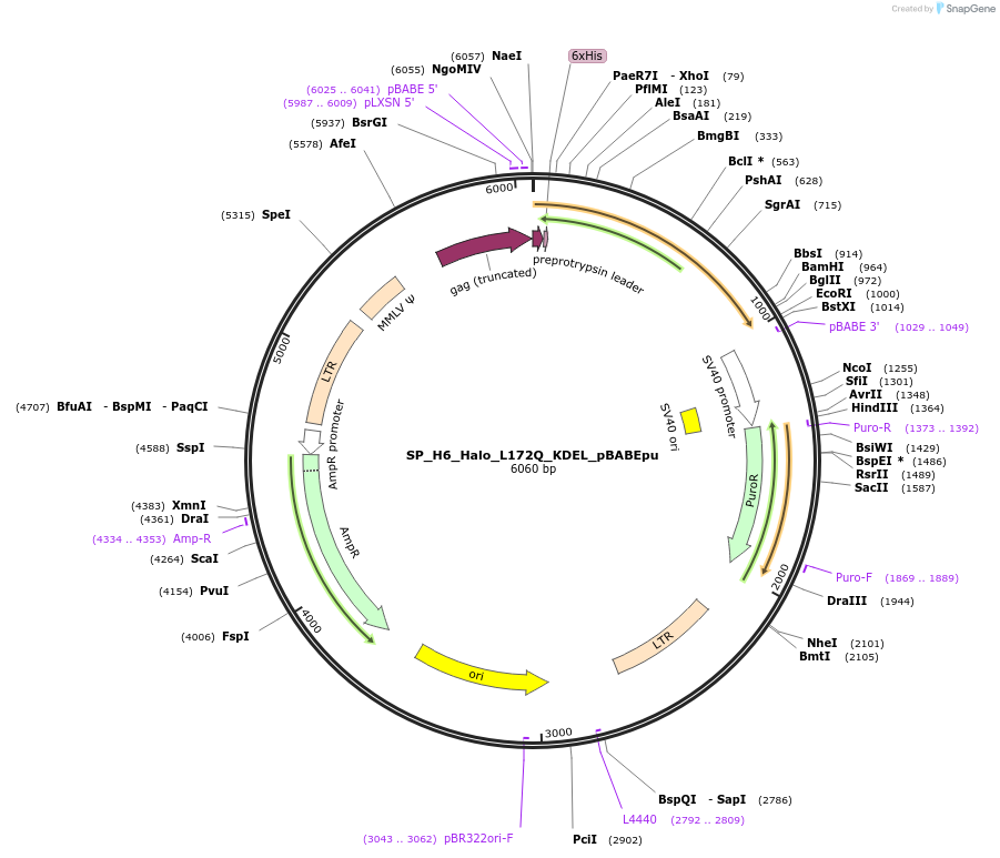 183690-plasmid-map-sequence-id-390369