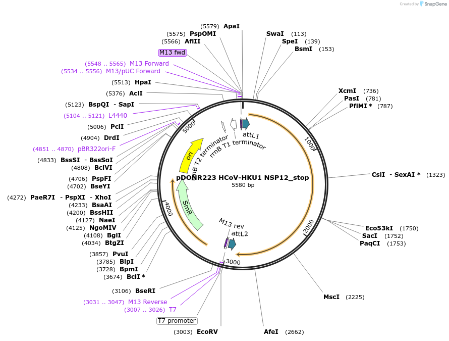 168595-plasmid-map-sequence-id-390372